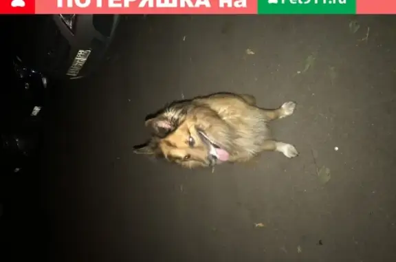 Собака на Щёлковском шоссе, Москва, Россия