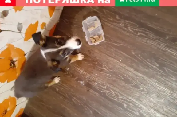 Собака найдена на ул. Поленова в Иркутске.