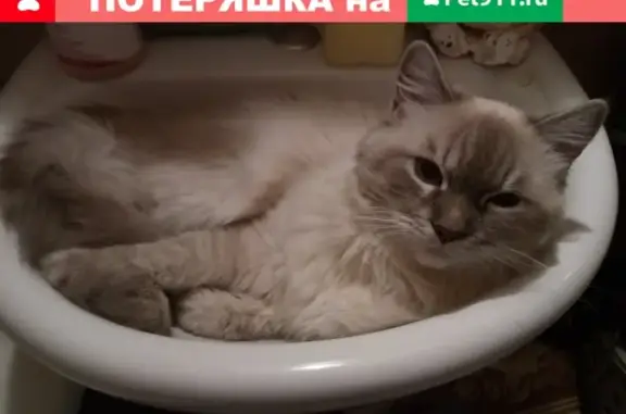 Пропал кот Тосик в деревне Шихово, Звенигород