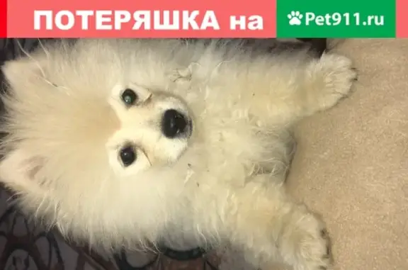 Пропала собака Кобелёк на ул. Ногинск, ш. Энтузиастов.