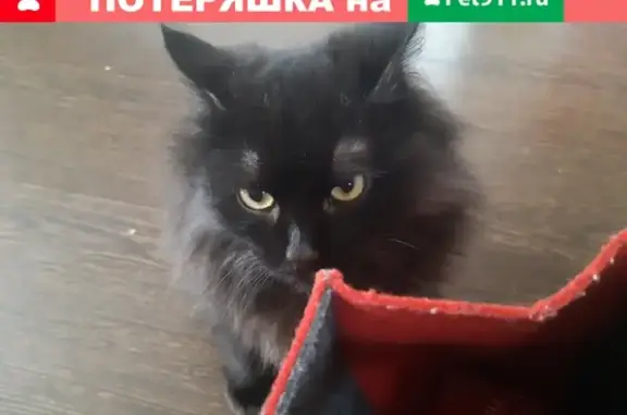 Потерянные животные Курган, фото: Пропал черный кот Филя, район Академии, гостиница Москва