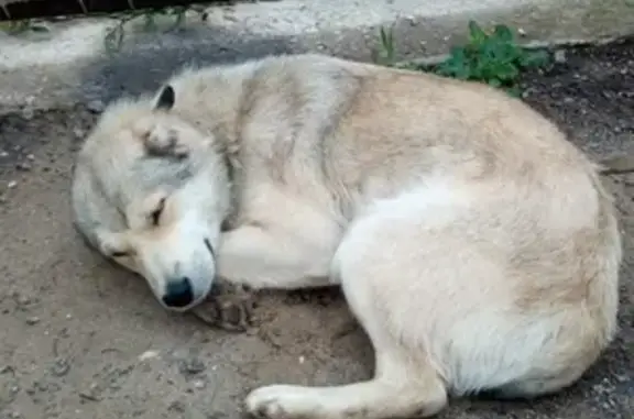 Найден щенок-алабай в Тольятти