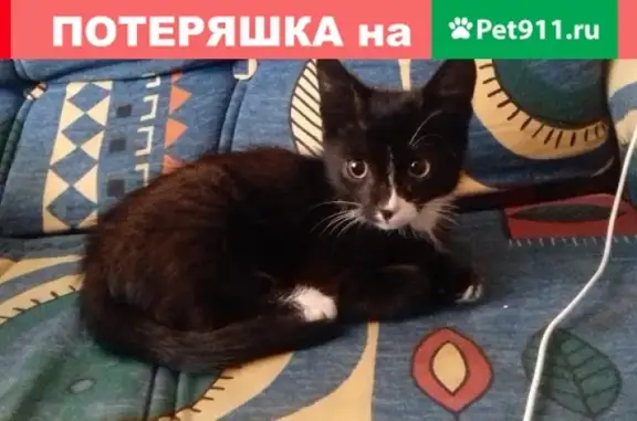 Найден котёнок на ул. Комсомольской, ищем новый дом!