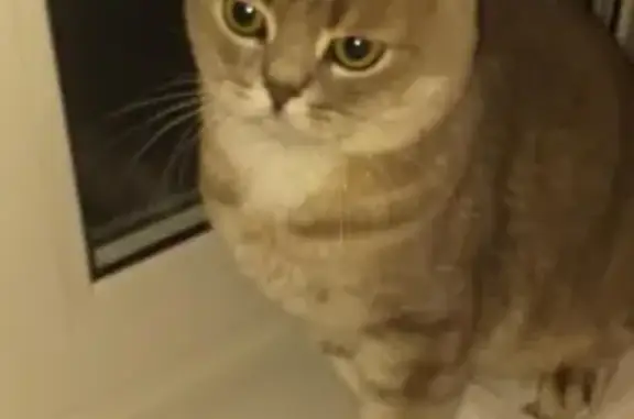 Собаки потеряшки, Новокузнецк, фото: Потеряшка собака Йорк в Новокузнецке