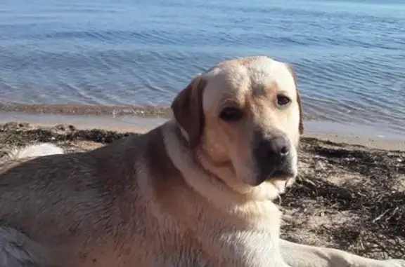 Пропала собака Федя в Керчи, район кооператива Войаовец