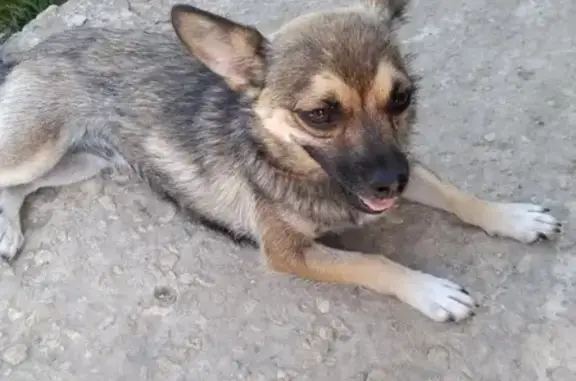 Найдена собака в Суворов-Черкесском, ищем старых хозяев