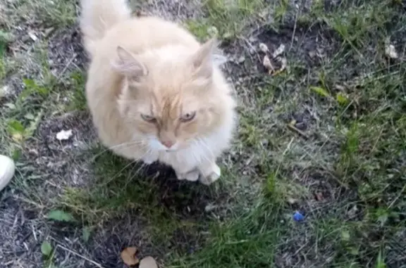 Найден домашний котик в Шалготарьяне, Кемерово