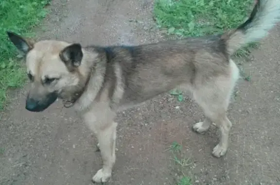 Найдена собака в деревне Вахренки, ищем хозяев или новый дом!