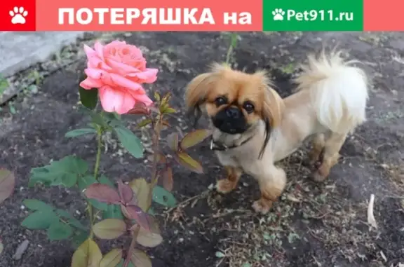 Пропала собака Татошка в селе Поповка-Ворошиловка