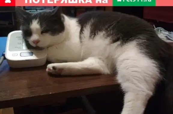 Кошки потеряшки, Смоленск, фото: Потеряшка домашний кот Семён в селе Богородицкое (Смоленская область)