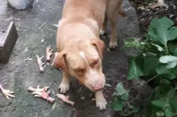 Найдена домашняя собака в Пензе