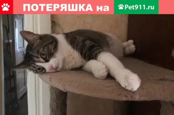 Пропала кошка, ул. Циолковского д. 6, Рязань