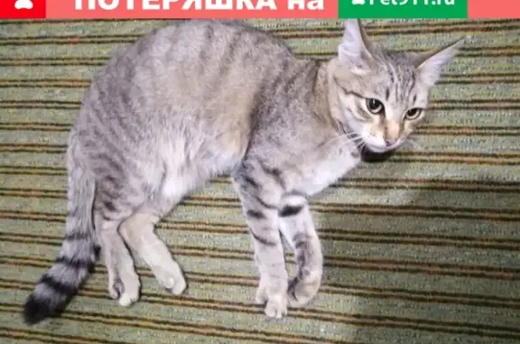 Найден кот у ул. Харьковская 19 в Омске