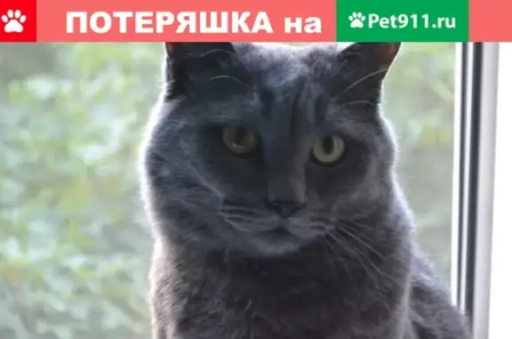 Пропал кот Балу на ул. Пушкинской, 141, вознаграждение гарантировано
