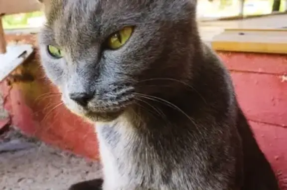 Найдена кошка на улице Севастопольской, Кировский район