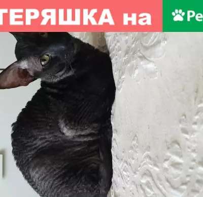 Пропал кот Лео в деревне Обухово, Республика Татарстан