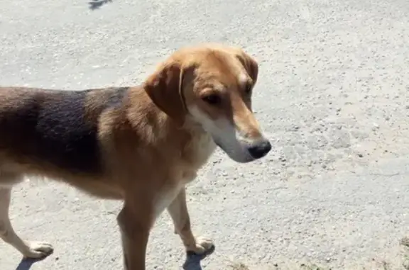 Собака найдена в Добровском районе Липецкой области.