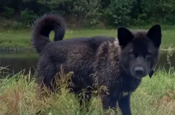 Найдена собака, Нижний Новгород, фото: Собака Волчок найдена на приокском рынке.