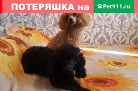 Собаки потеряшки, Липецк, фото: Потеряшка собака Тимоха в Студеных Выселках