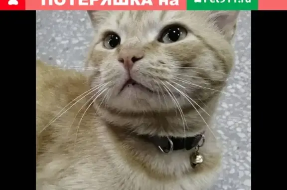 Пропал кот Рыжик в районе центрального рынка, Бузулук