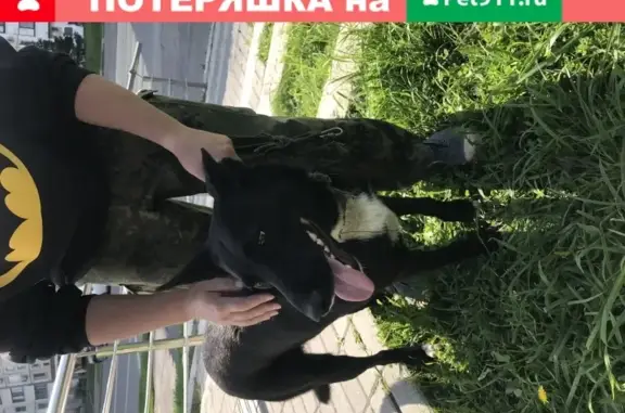 Найдена собака в Бирюлёво Восточное