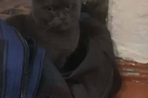 Пропал кот серого цвета в Трёхгорном, Челябинская область