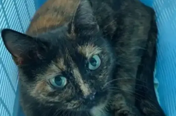 Пропала кошка в районе Домодедовская, вознаграждение