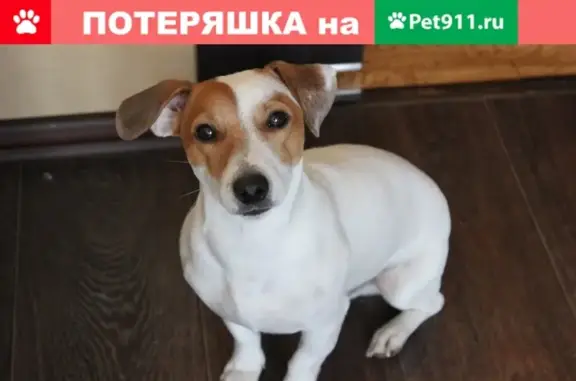 Пропала собака в Ярославской области, помогите найти!
