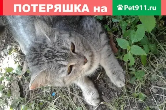 Найдена домашняя кошка в Брянске