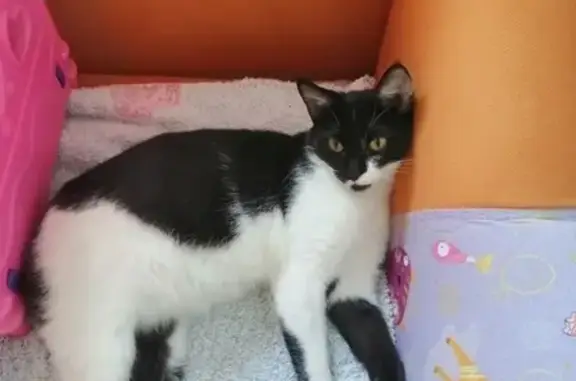 Найдена кошка в Черногорске, 9 поселок