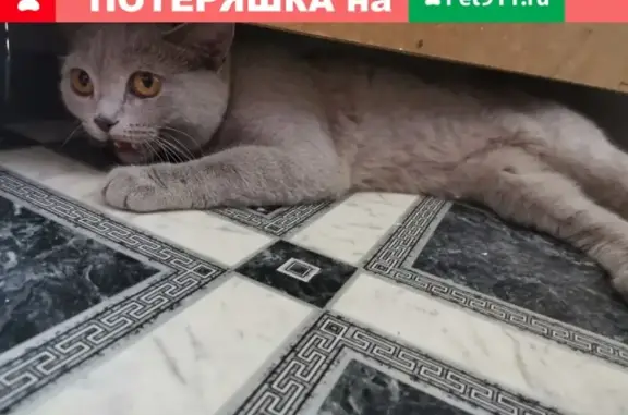 Найдена породистая кошка в районе Витэна, Чита