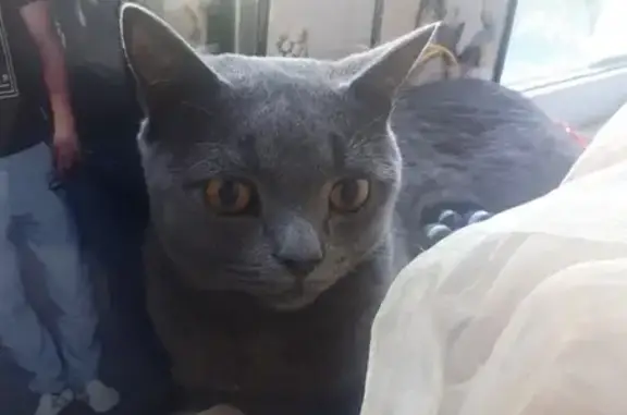 Найден кот на Мира 76 в Омске