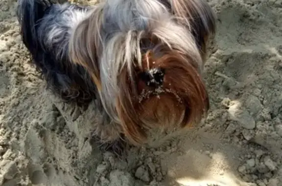 Собаки потеряшки, Ульяновск, фото: Потеряшка собака в районе 