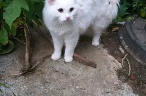 Найдена белая кошка на Мира