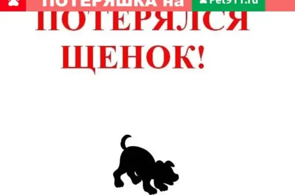 Пропал щенок, черный с белыми лапками, район улицы школьной/ушинского, Майкоп