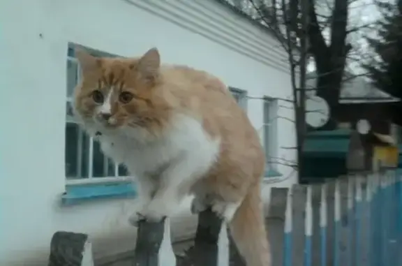 Пропал кот на ул. Казубского в Ельне
