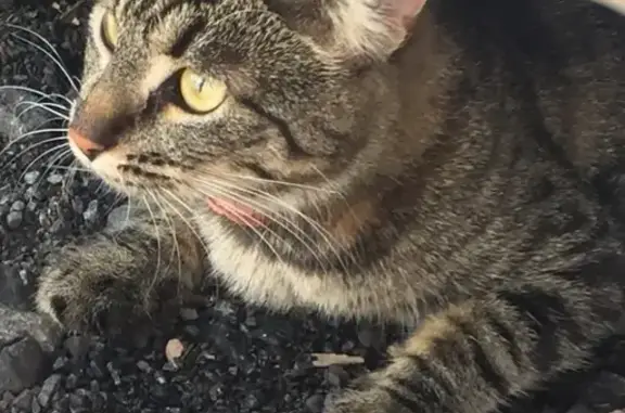 Кошки потеряшки, Трубникоборское, фото: Потеряшка кошка в СНТ Азимут, ищем