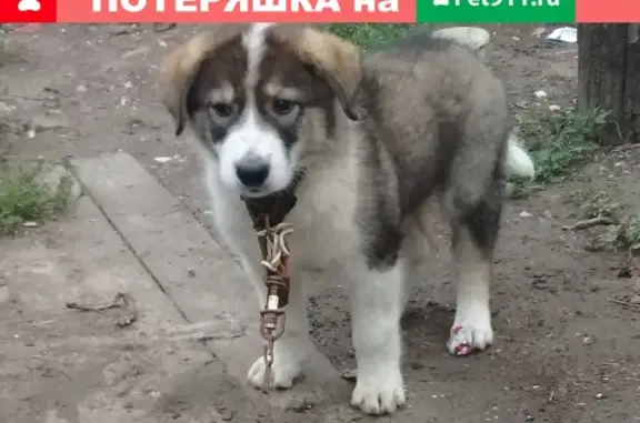 Найдена собака в Калининском районе.