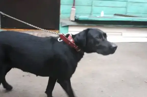 Найдена собака на Первомайской площади, Тамбов