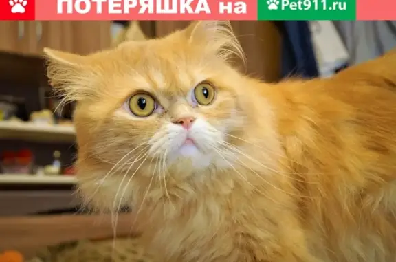 Пропала кошка Себастьян на Харьковской улице в Ейске