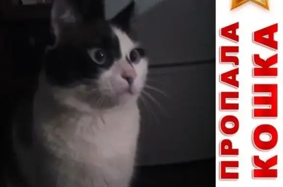 Потерянные животные Курган, фото: Пропала кошка в снт Мир, Курган.