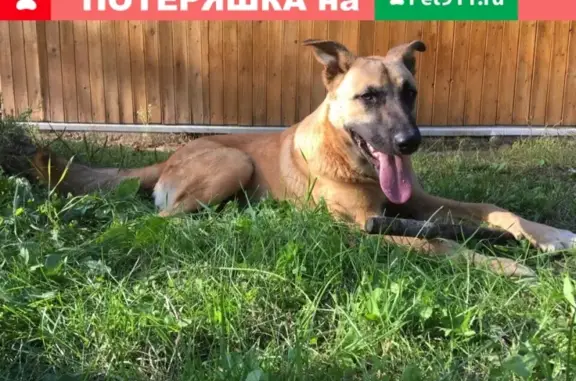 Найдена собака в Рузском районе, ищем хозяев!