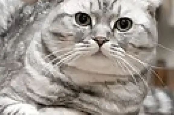 Кошки потеряшки, Москва, фото: Потеряшка кот Маркиз, Гурьевский проезд 15к3, Москва