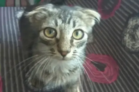 Найдена вислоухая кошка в Воронеже