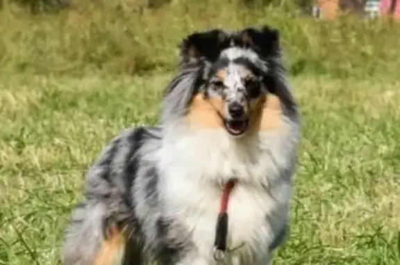 Пропала собака в Архангельске: щенок шелти, мраморный окрас