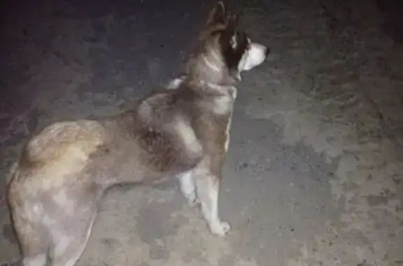 Найдена собака хаски в В-10, Ростовская область