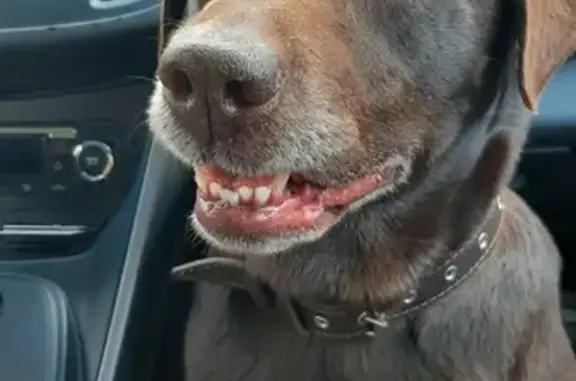 Найдена собака в Романовке, Гатчинский район
