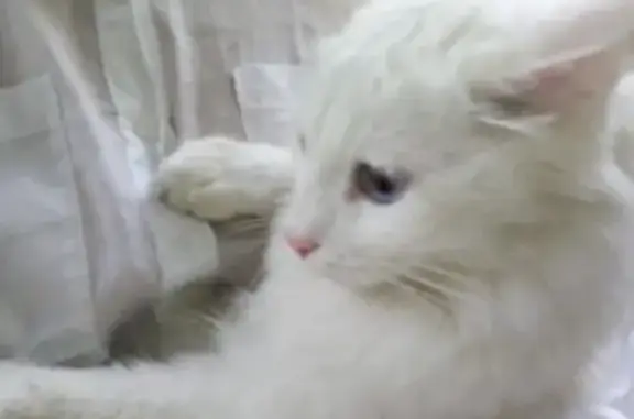 Найдена белая кошка (Екатеринбург)