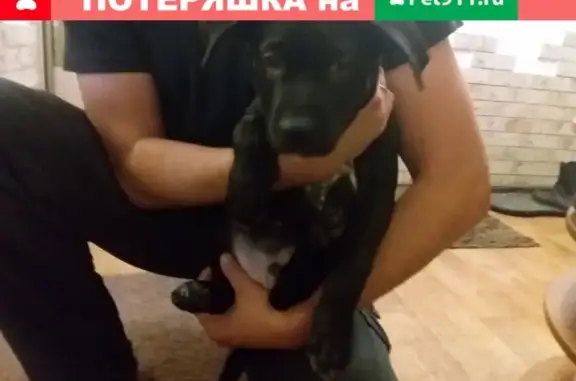 Найден щенок в Медведково, Москва