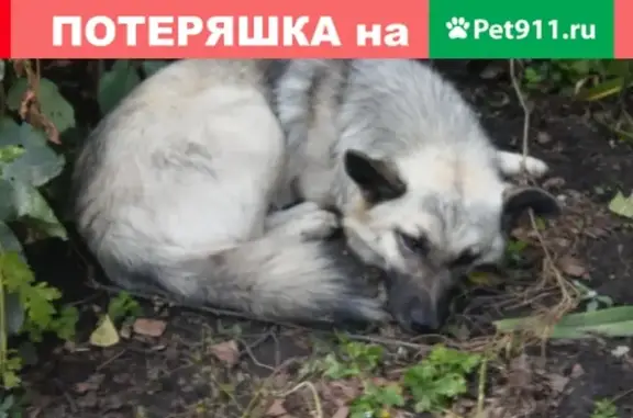 Потерян пес Рекс на Шукшина, Барнаул